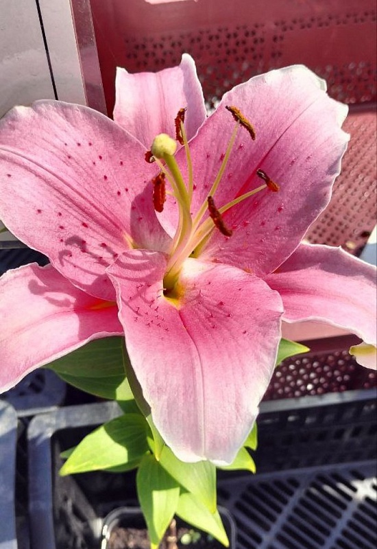 Лилия Жозефина 